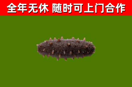 宕昌区烟酒回收干海参.jpg